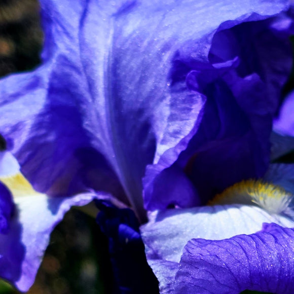Velvet Aperture