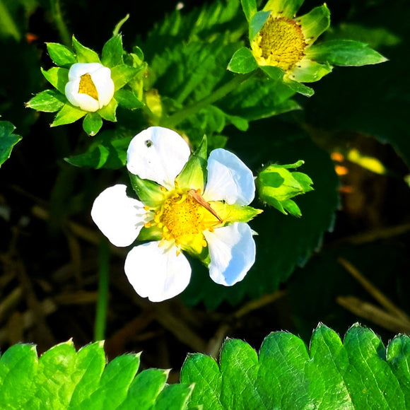 Small Bright Thing