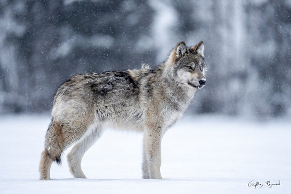 Beneath the Snow — A grey wolf pup pauses