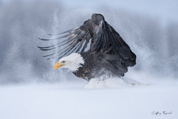 Momentum — A bald eagle deploy his wings to take off