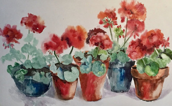 Geraniums Pots