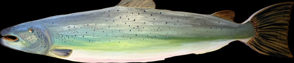 Atlantic Salmon