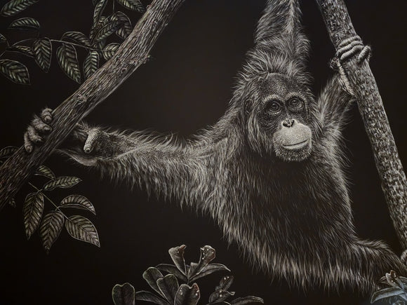 The Orangutans of Borneo