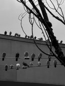 Birds in Silence-1