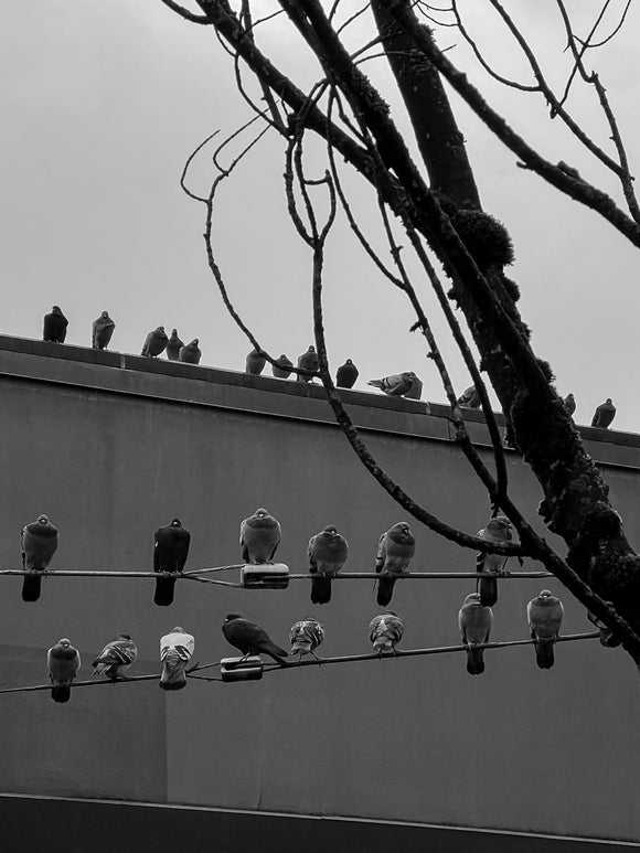 Birds in Silence