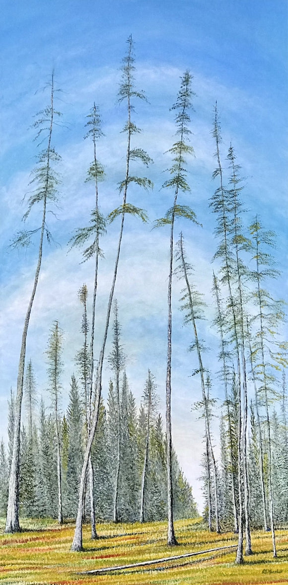 Beautiful Bay Trail (Malcolm Island)