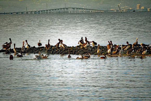 Pelicans to the Bridge