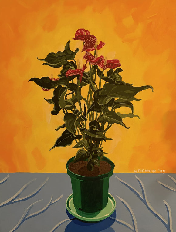 Anthurium