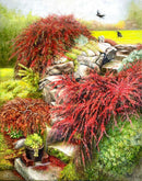 Red Japanese Barberries-1