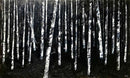 Wood of Castle Dark-1