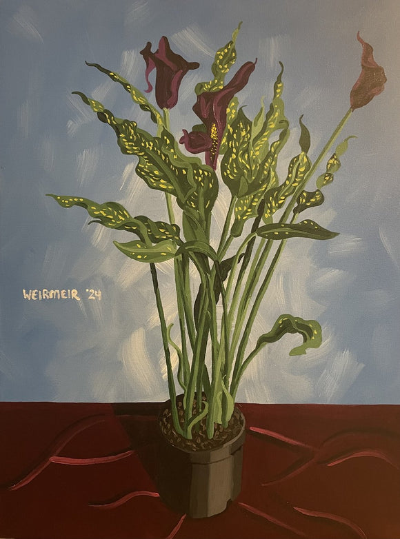 Grace of God Calla Lily