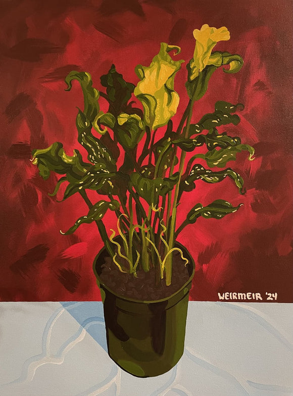 Spring Calla Lily