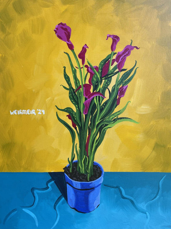 Magenta Calla Lily