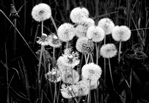 Weeds