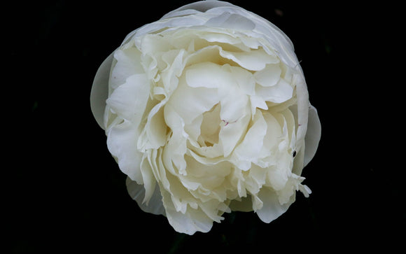 Purity