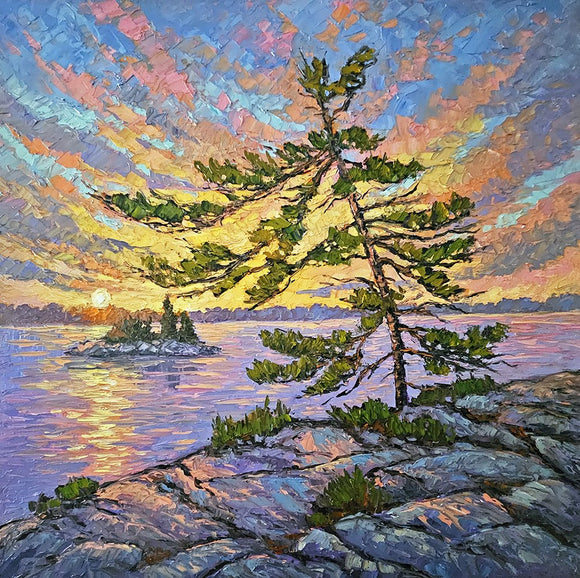 Pine at Evening Light