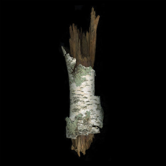 Birch Branch