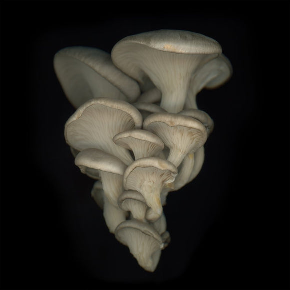 Oyster Mushrooms