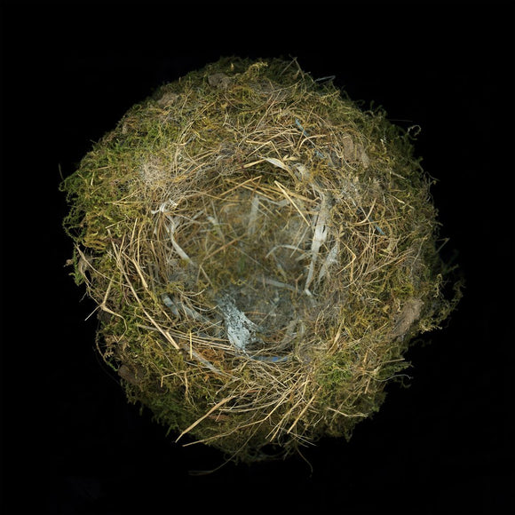 Eastern Phoebe Nest