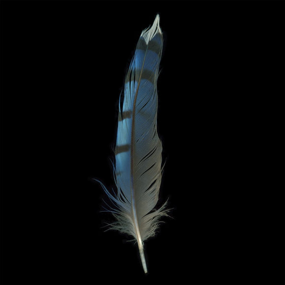Blue Jay Feather