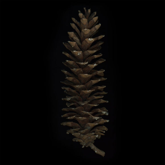 Eastern White Pine