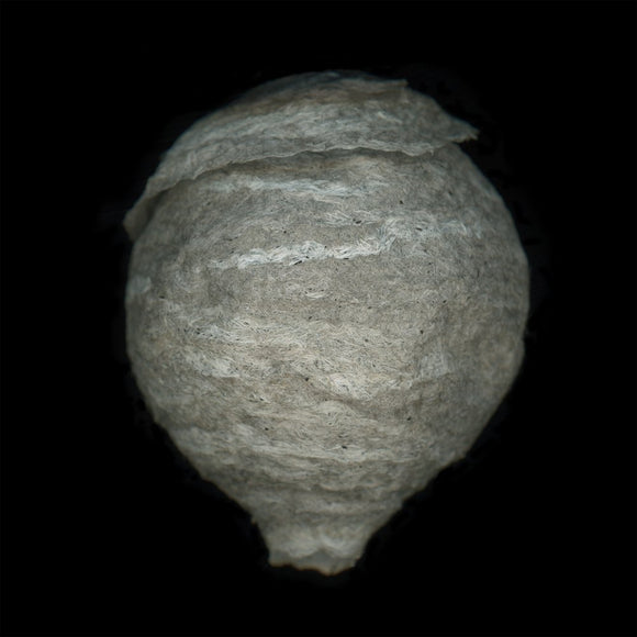Wasp Nest
