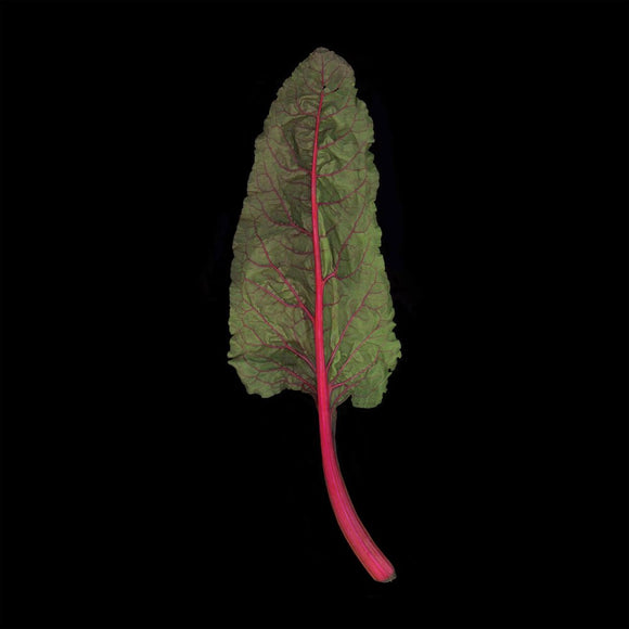 Rainbow Swiss Chard