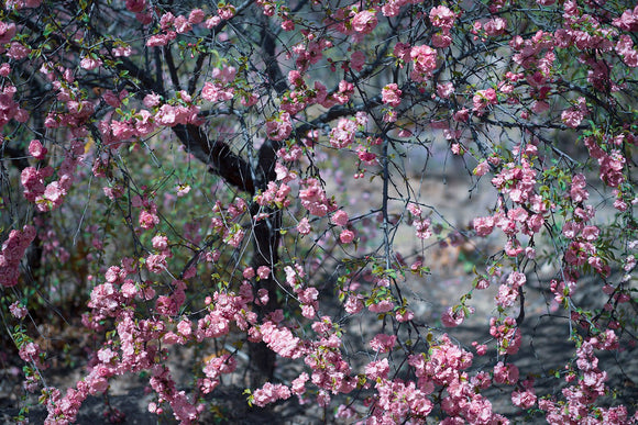 Blossom Veil