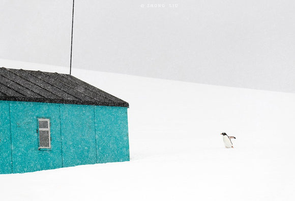 A Penguin and a house