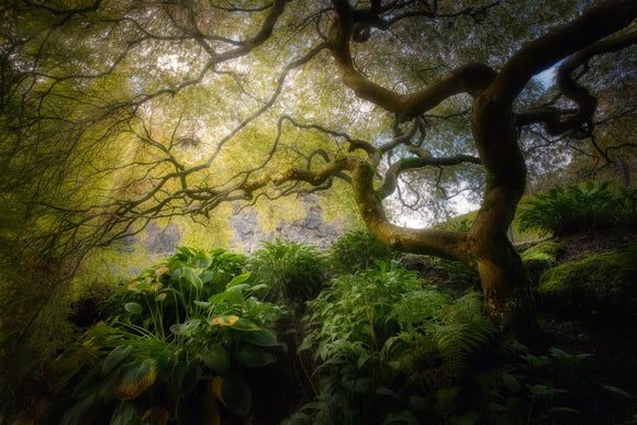 Twisted Light