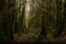 The Clearing-1