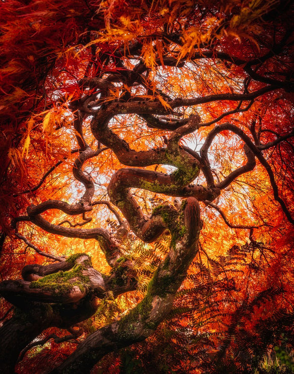 Crimson Dragon