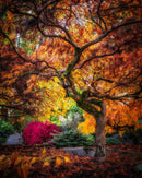 Amber Aura: The Flamboyant Farewell-1