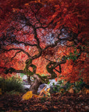 Crimson Curtain Call-1