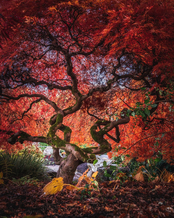 Crimson Curtain Call