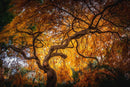 Branching Out-1