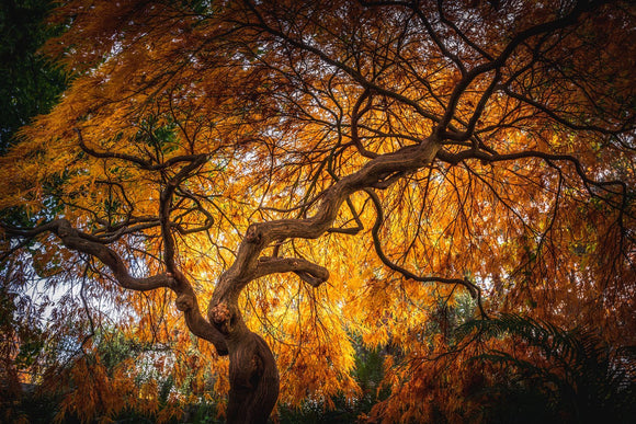 Branching Out