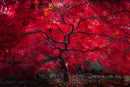 Ruby Reign-1