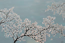White Blossoms-1