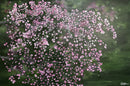 Ephemeral Beauty-1