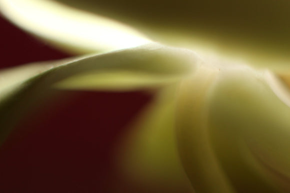 One Orchid