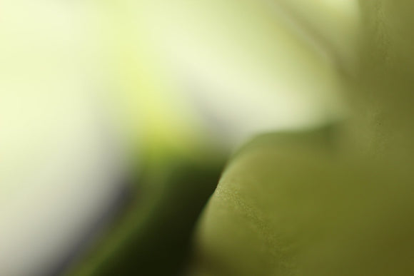 One Orchid XXV