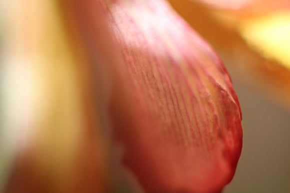 Tulip XII