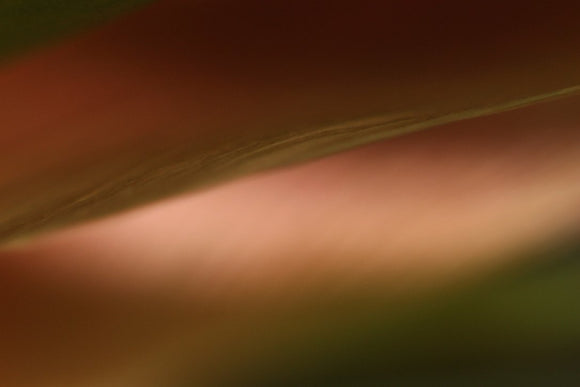 Tulip XXX