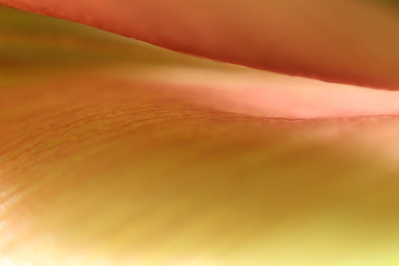 Tulip XII