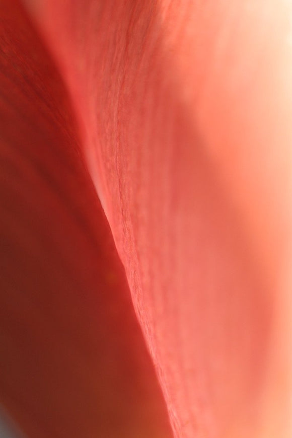 Tulip XX