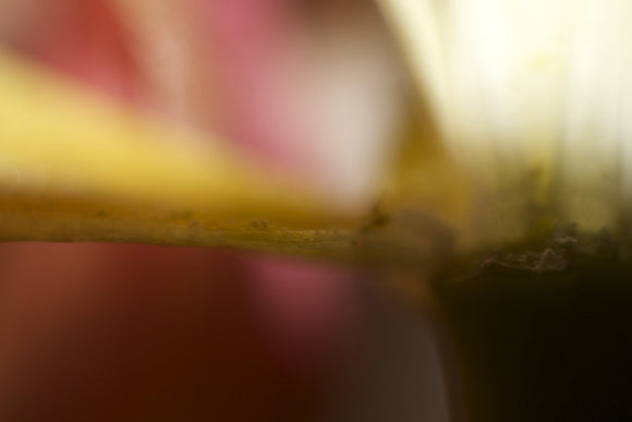 Tulip X
