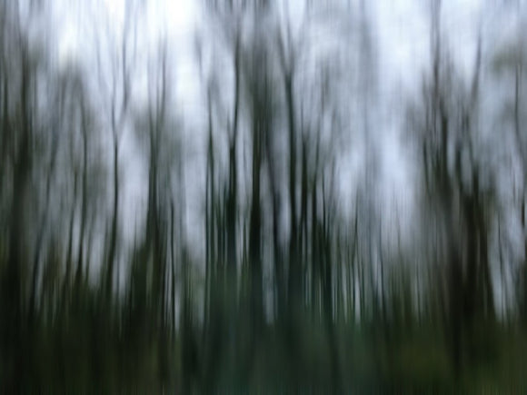 Forest Bathing