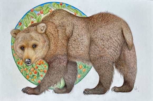 Grizzly with salmonberries (Ursus arctos horribilis)