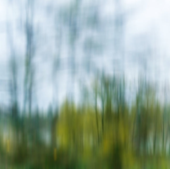 Forest Bathing